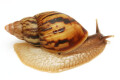 Lissachatina zanzibarica semiadult